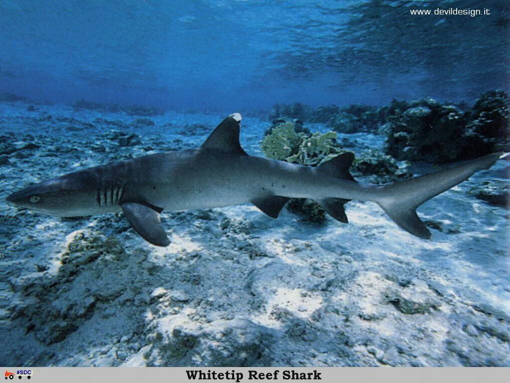 GCSR052-Whitetip_Reef_Shark copia